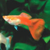 German red guppy