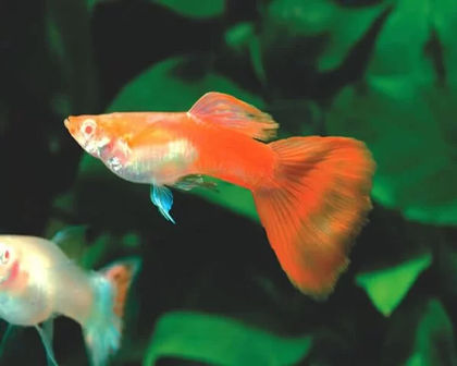 German red guppy