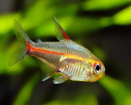Glow light tetra pair