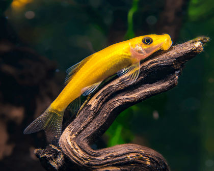 golden alage eater