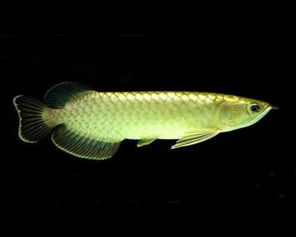 Golden pearl Arowana