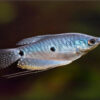 Gourami