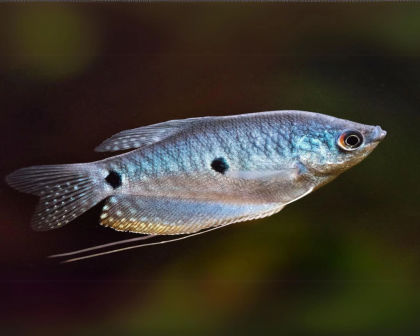 Gourami
