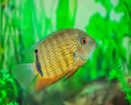 Green severum