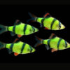 Green Tiger barb