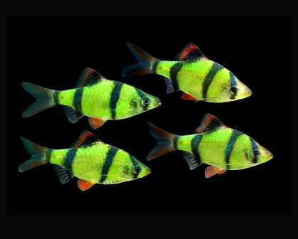 Green Tiger barb