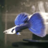 HB blue guppy