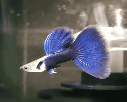HB blue guppy