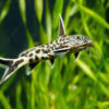 Leopard catfish
