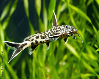 Leopard catfish