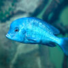 Blue Dolphin