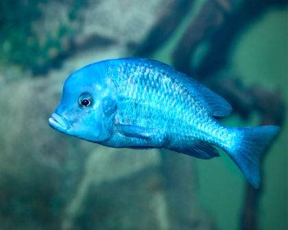Blue Dolphin