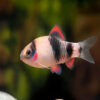 Melon barb