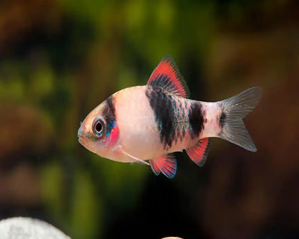 Melon barb