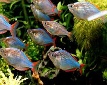Neon rainbow big