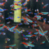 Neon tetra