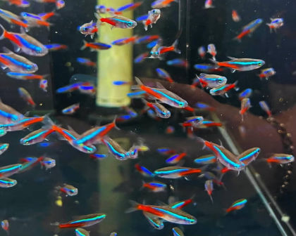 Neon tetra