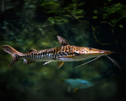 Shovelnose catfish