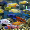 Cichlids parent size
