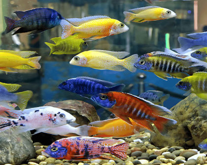 Cichlids parent size