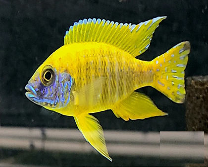 Yellow Peacock
