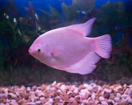 Pink gaint gourami
