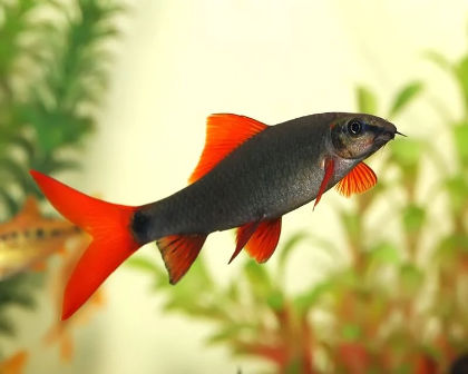 Rainbow shark