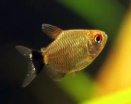 Balloon Red eye tetra pair