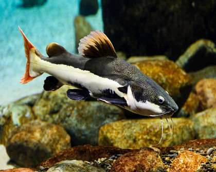 Redtail catfish