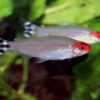 Rummy nose tetra