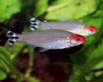 Rummy nose tetra