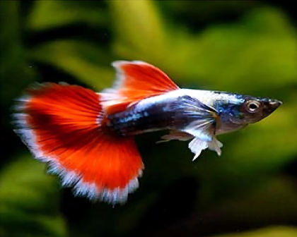 Santa Claus guppy