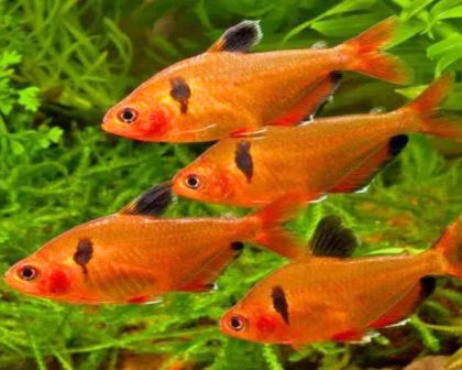 Surpae tetra