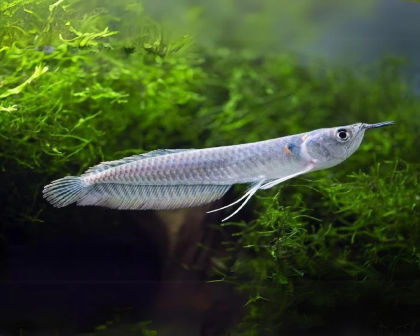 Silver Arowana