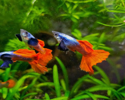 Sri Lankan Guppy