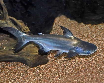 Tiger shark.????
