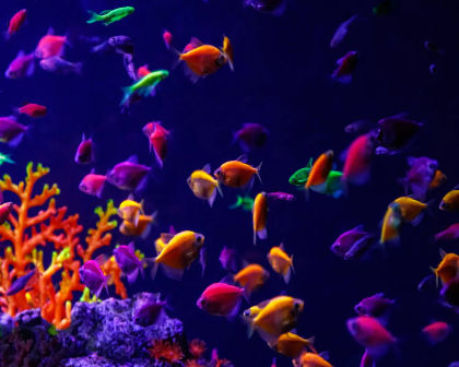 Widow tetra all colour