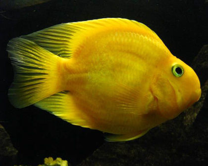 Yellow Parrot