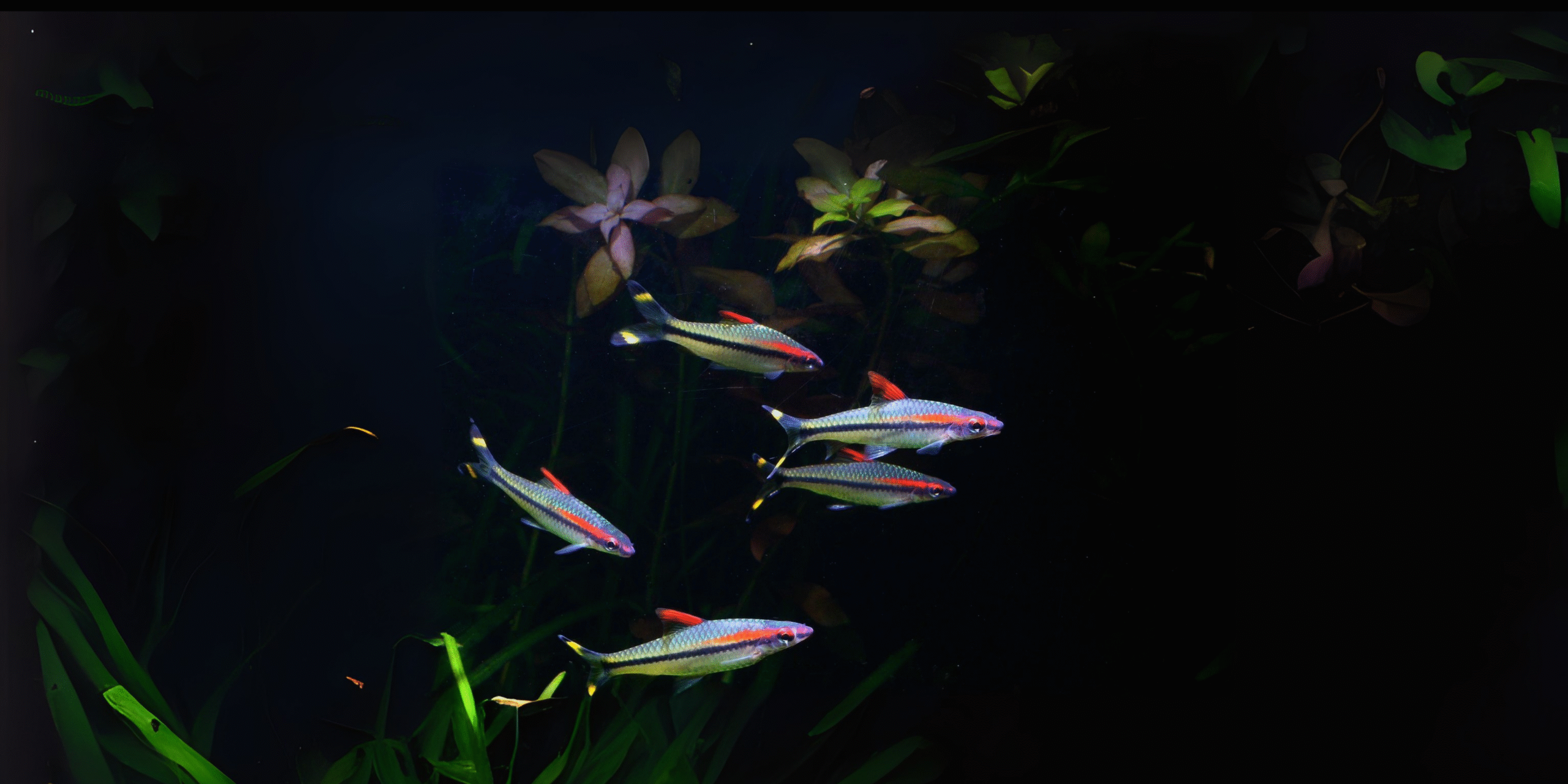 Welcome to nemo pets