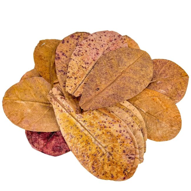 Almond Leaf For Betta Fish