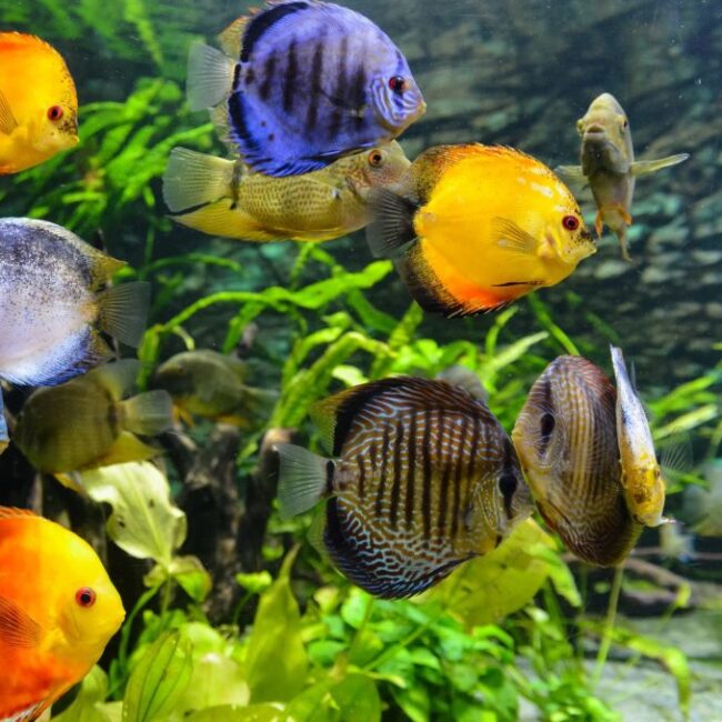 Cichlid